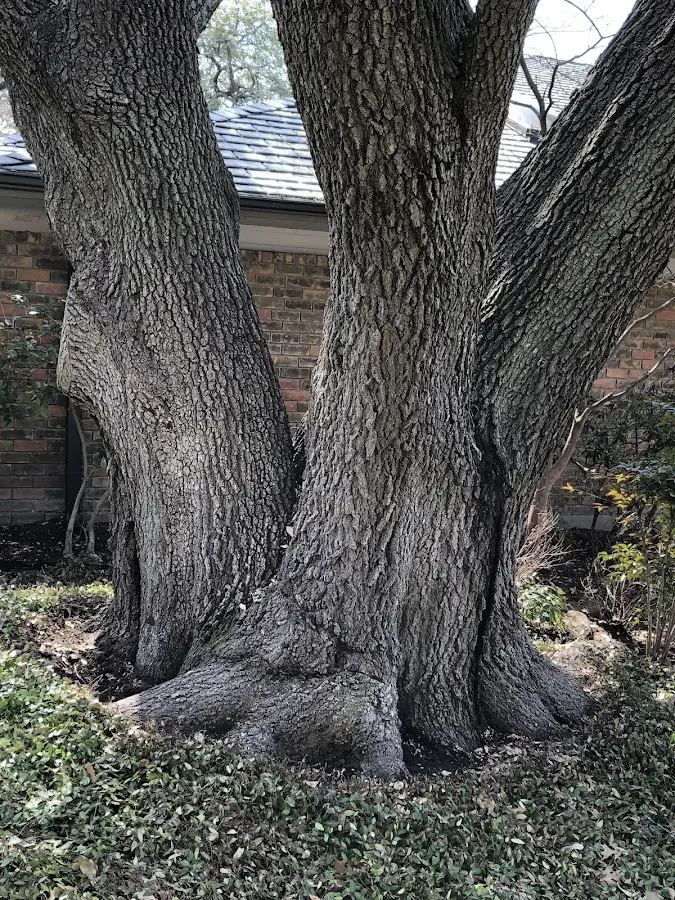 Mature heritage tree close to a Thornwood property cared for by certified arborists