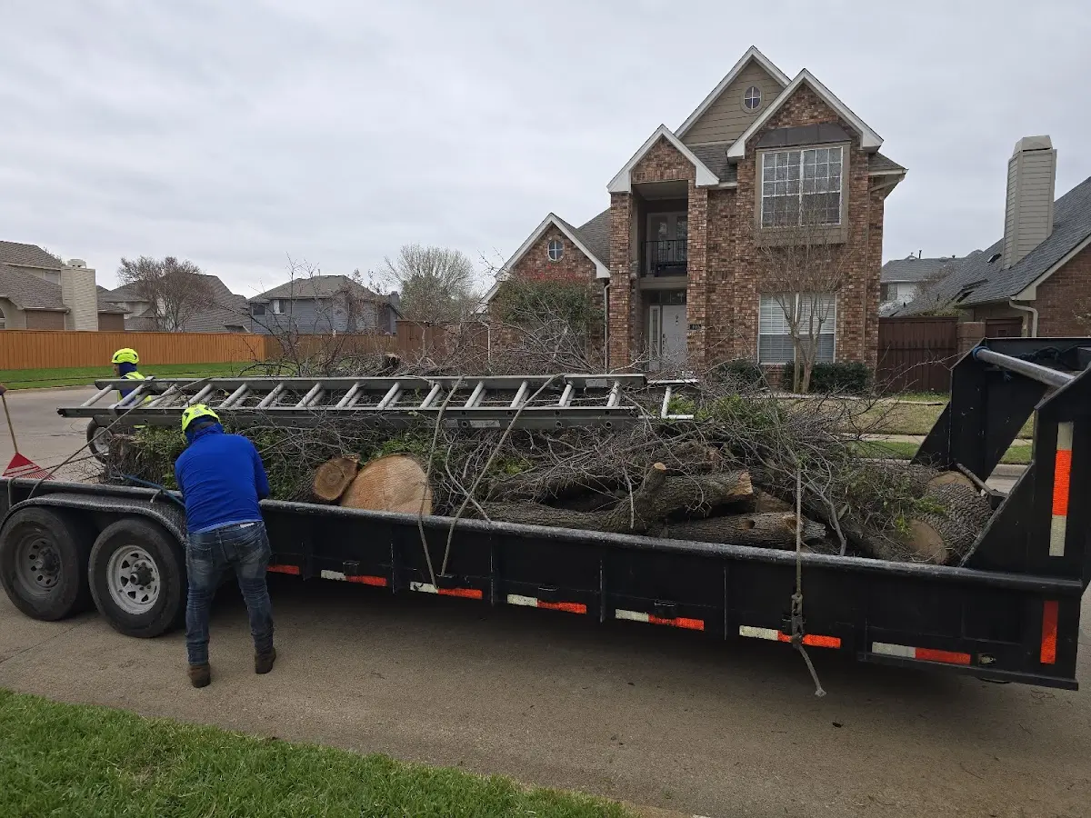 Expert Deadwooding with proper safety equipment in Thornwood